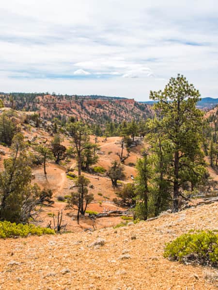 A desert landscape dotted with small green shrubs and tall trees under a sky filled with white clouds.