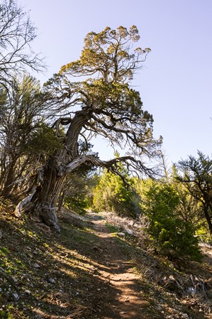 Hiking-the-Jardine-Juniper-Trail-to-the-Oldest-Rocky-Mountain-Juniper-Tree-in-the-World-01-Emily-Sierra