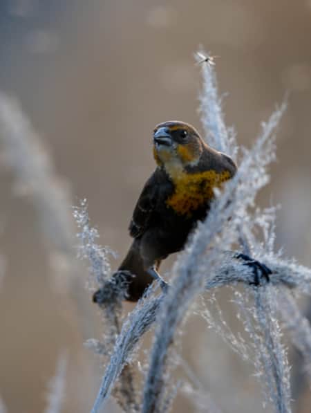 A close-up of a small brown bird perched on a thick blade of grass covered in ice.