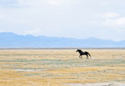 Great Basin Wild Horses