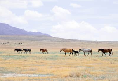 Great Basin Wild Horses