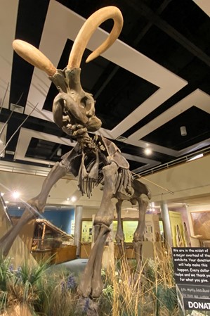 Utah-State-University-Eastern-Prehistoric-Museum-6_Price_Rueckert-Rachel_2021