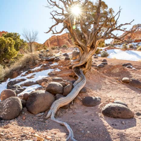 Cohab Canyon Trail in Capitol Reef National Park