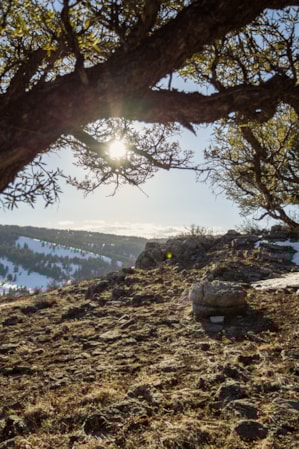 a-summer-stroll-up-bear-lakes-limber-pine-trail-a-quick-hit-classic-01-emily-sierra