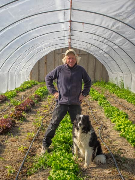 A man and his dog standing in a greenhouse filled with growing lettuce.
