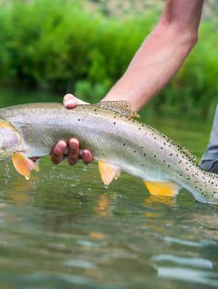 A fisherman holding a fish with one arm just above the water's surface.