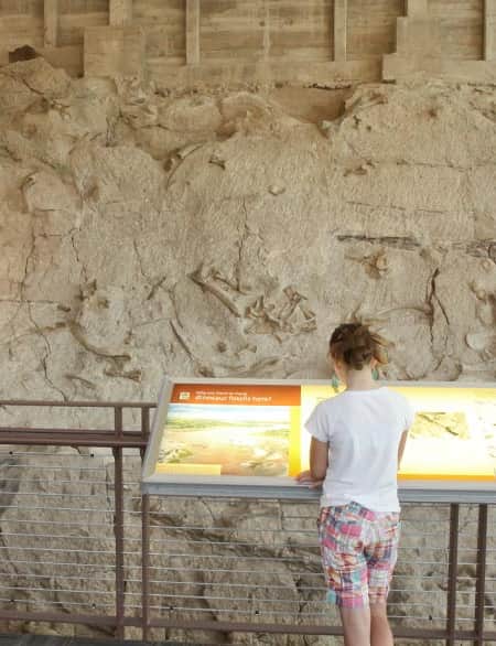 A child standing in front of a wall with prehistoric dinosaur bones, looking at an information display in a museum.