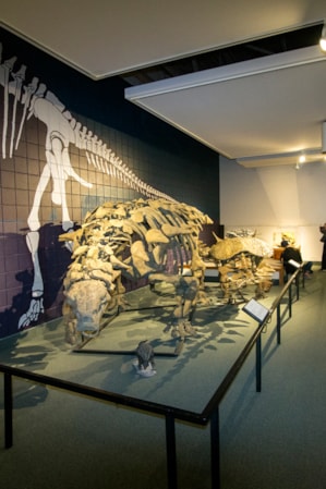 Where is Dinosaur State Park: Uncover the Prehistoric!