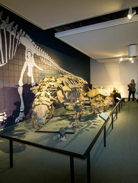 An exhibit displaying the skeleton of a dinosaur.