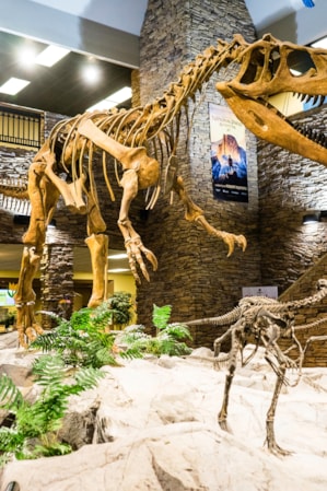 Dino Night Run Price, Promotion 2020