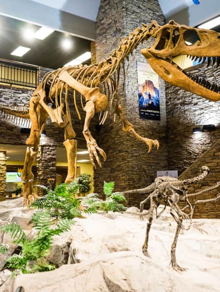 A museum displaying the skeleton frames of two dinosaurs.