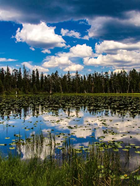 A pond surrounded by pine trees, with lilies growing on the water's surface.