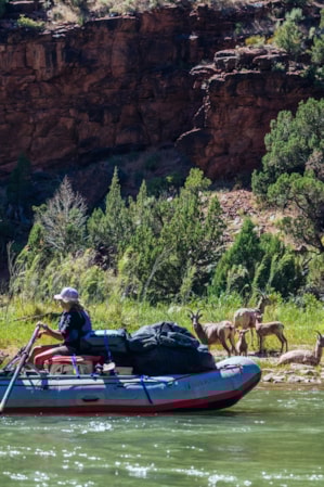 Two people rafting, taking a picture of deer on the grass near the shore.