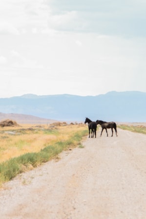 Two wild horses standing in the middle of a road, surrounded by open grassy fields.