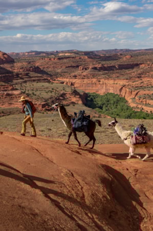 A woman hiking on large red rocks, guiding two llamas with a rope.