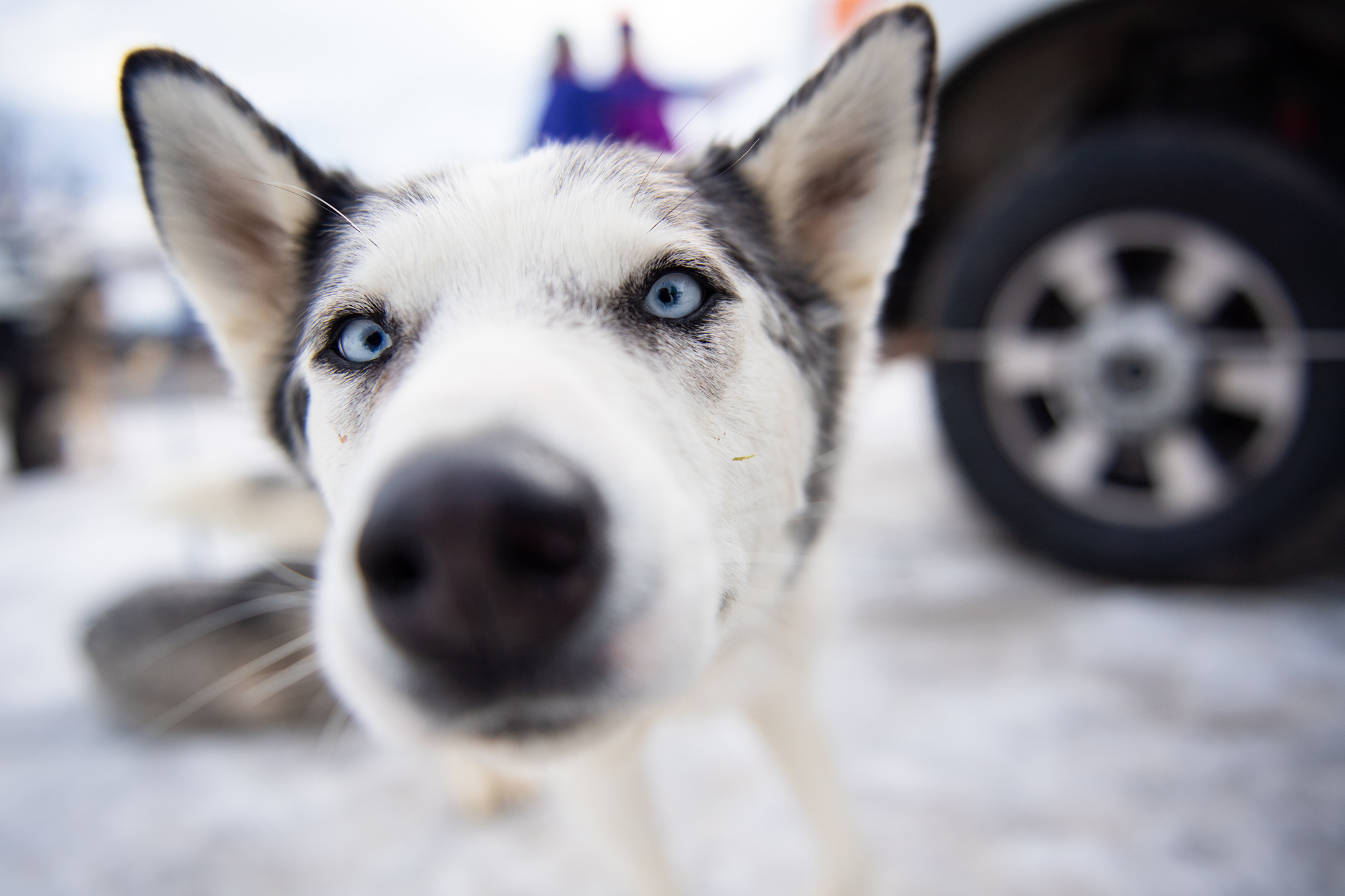 Web2000_Video_SledDogs_Arctic-Rescue_MikeSchirf_VisitUT_DSC_4284