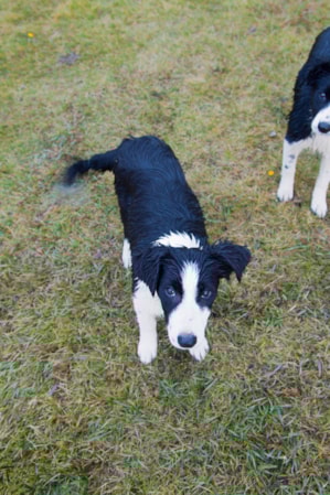 Two small black and white dogs in the grass, looking up.