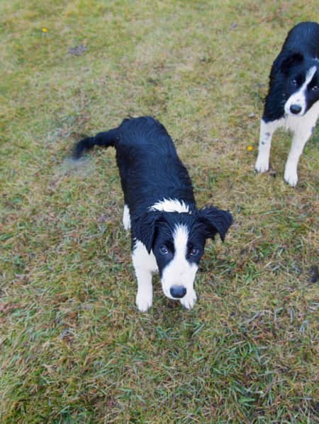 Two small black and white dogs in the grass, looking up.