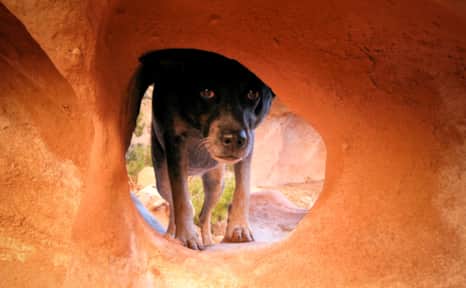 Genghis Khan is the desert dog of Ace's Desert Dog brand.