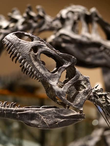 Skull and Bones History at the University of Utah