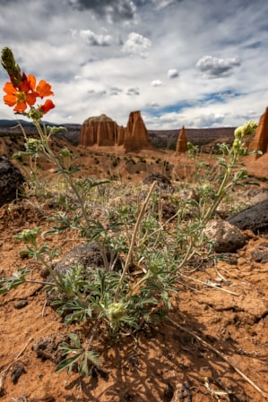 Utah-Mighty-Five_Capitol-Reef_Angie-Payne