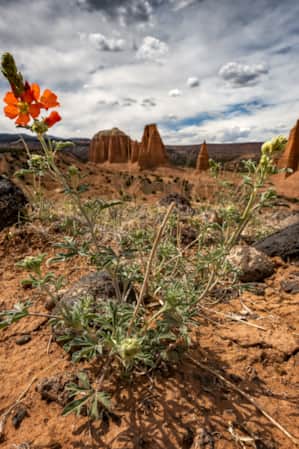 An orange desert flower growing in sandy, rocky terrain with rock formations in the background.