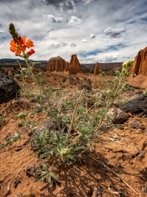 Capitol Reef National Park Karten Informationen Besuchen Sie Utah Capitol Reef National Park Karten Informationen Besuchen Sie Utah