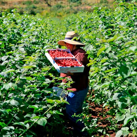 Bear Lake raspberries are world famous and each August the harvest is celebrated with a festival.