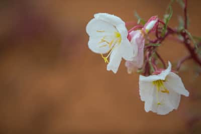 Take some time to stop and appreciate the local flora with a handy wildflower guidebook.