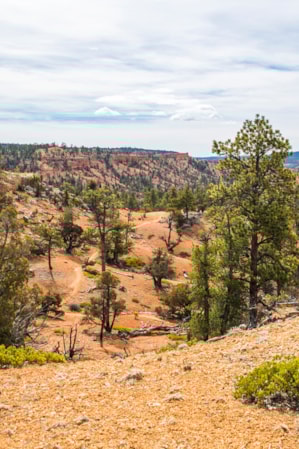 A desert landscape dotted with small green shrubs and tall trees under a sky filled with white clouds.