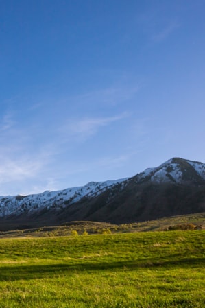 A field of green grass with lightly snow-capped mountains in the background.