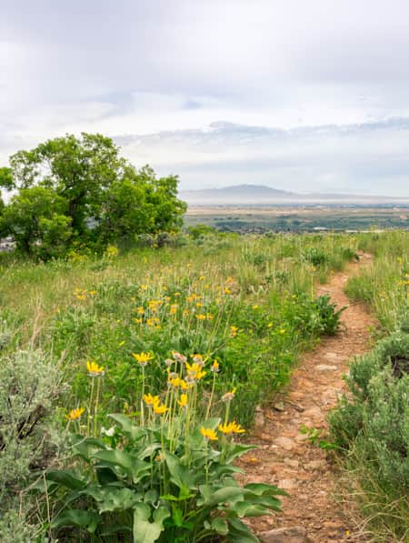 A rocky hiking path winding through tall green grass and yellow wildflowers.