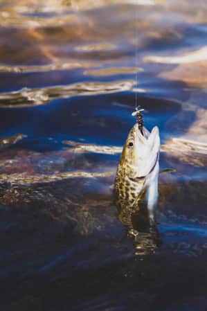 Fish with a hook in its mouth being pulled out of the water.