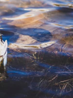 experience_fly-fishing-uintas_larevalo