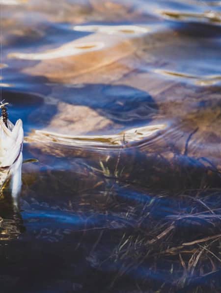 Fish with a hook in its mouth being pulled out of the water.