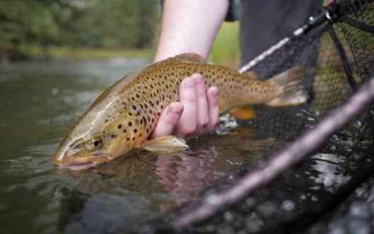 Fishing the Middle Provo.