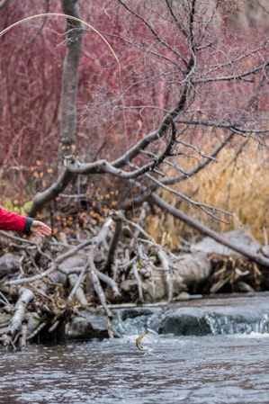 experience_utah_middle_and_lower_provo_fly-fishing_credit_cortney-boice-from-blue-halo