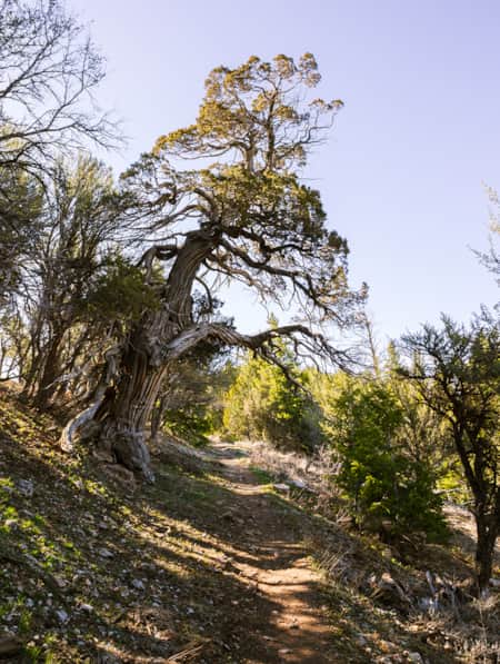 A hiking trail surrounded by green trees, bushes, and small rocks on both sides.