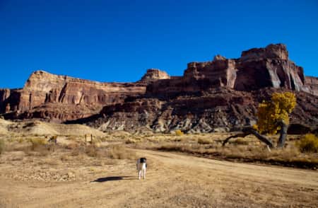 Black and white dog standing in front of a large cliff face of a plateau at the San Rafael Swell.