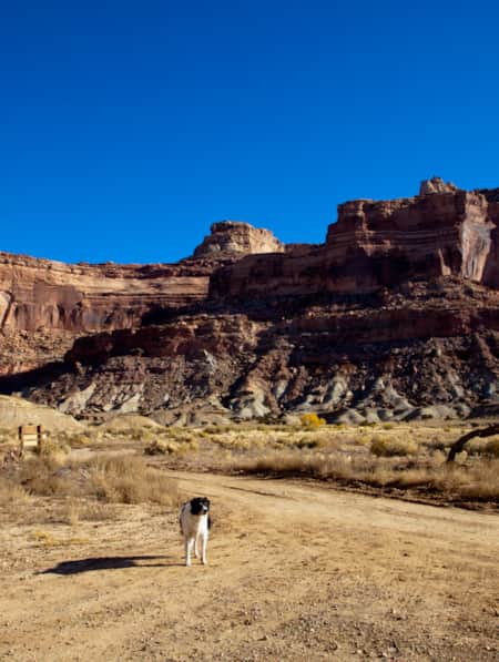 Black and white dog standing in front of a large cliff face of a plateau at the San Rafael Swell.