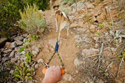 web1300_rtm_dogs_dogsfall2012-6193