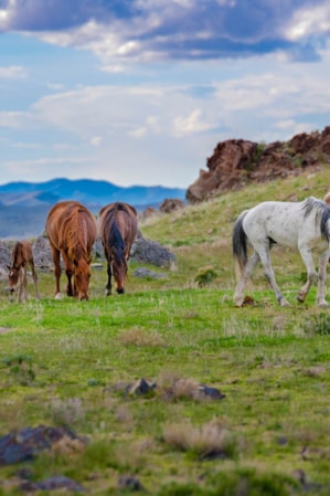 A group of brown and white wild horses eating grass and walking in a field of grass and rocks.
