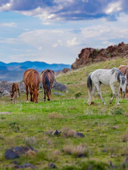 A group of brown and white wild horses eating grass and walking in a field of grass and rocks.