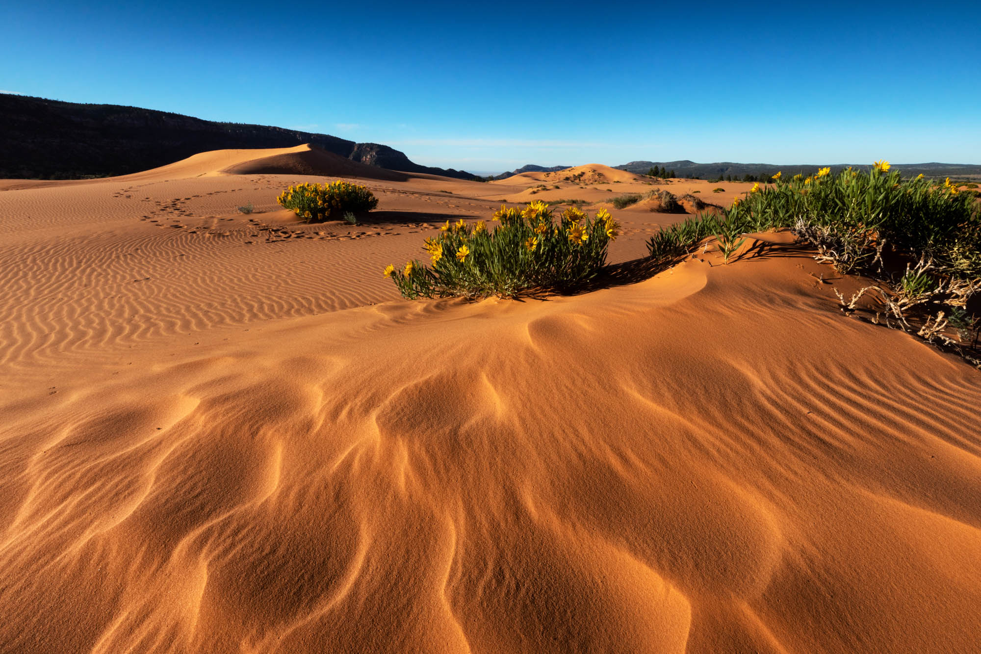 View of Coral Pink Sand Dunes