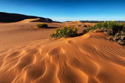 The Coral Pink Sand Dunes were formed by the continual erosion of the nearby Navajo sandstone cliffs and estimated to be 10,000 to 15,000 years old.