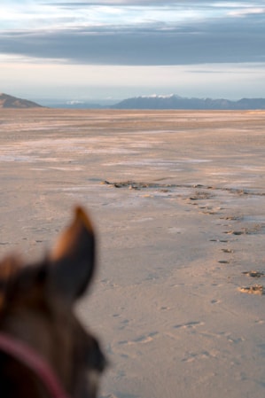 A person riding a horse on sandy terrain with mountains in the background.