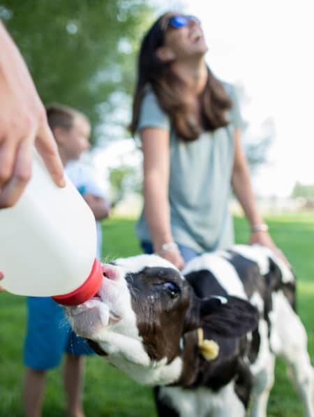 Children gathered around a calf, smiling and feeding it with a large white bottle.