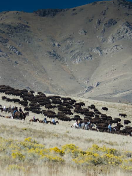 An open field with a group of bison, surrounded by people on horses.