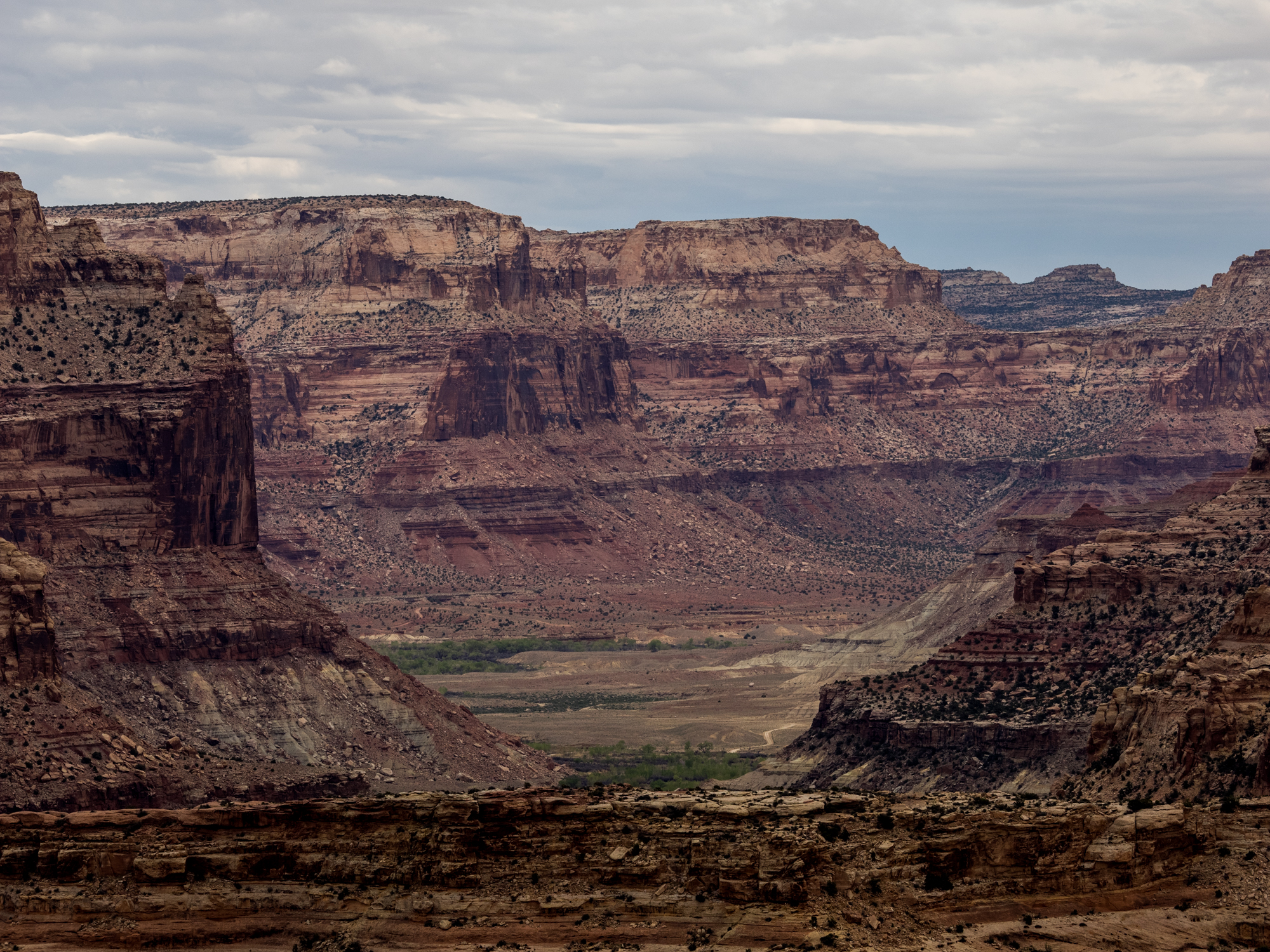 Water and grass are hard to find in the desert environment. 