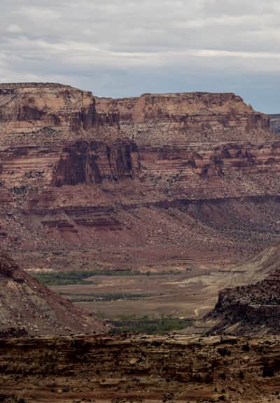 Water and grass are hard to find in the desert environment.
